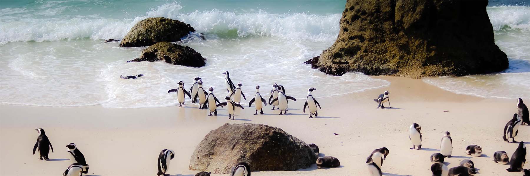 Penguins on a beach