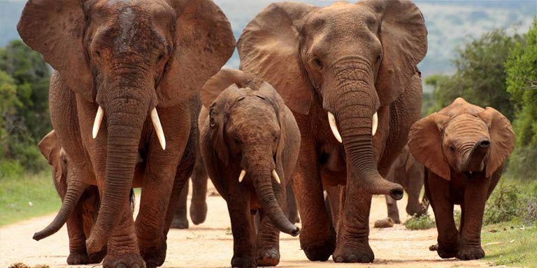 herd of elephants walking on dirt road
